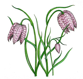 Fritillaries