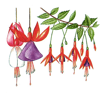 Fuchsia flowers