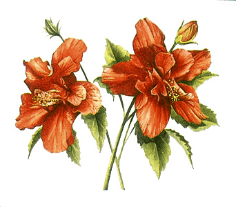 Chinese hibiscus