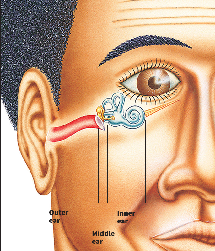 Human ear