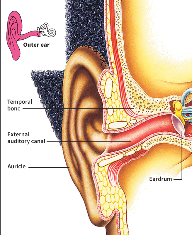 Outer ear