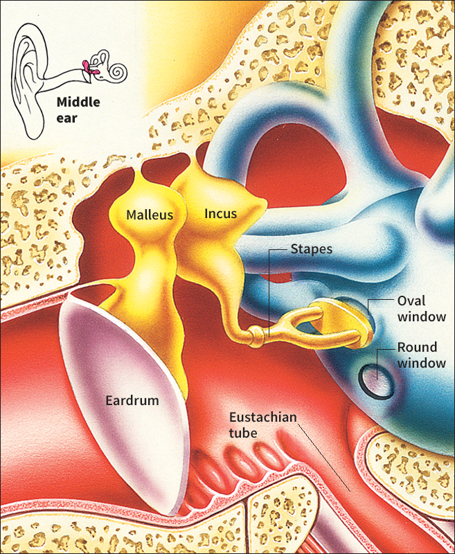 Middle ear