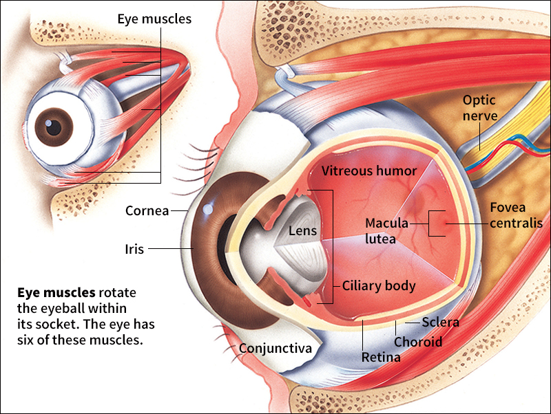 Parts of the eye