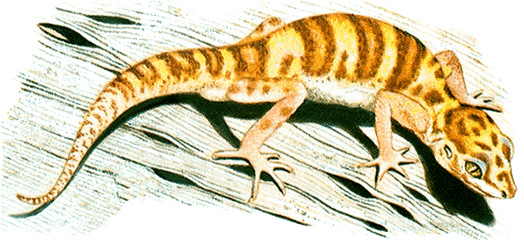 Banded gecko