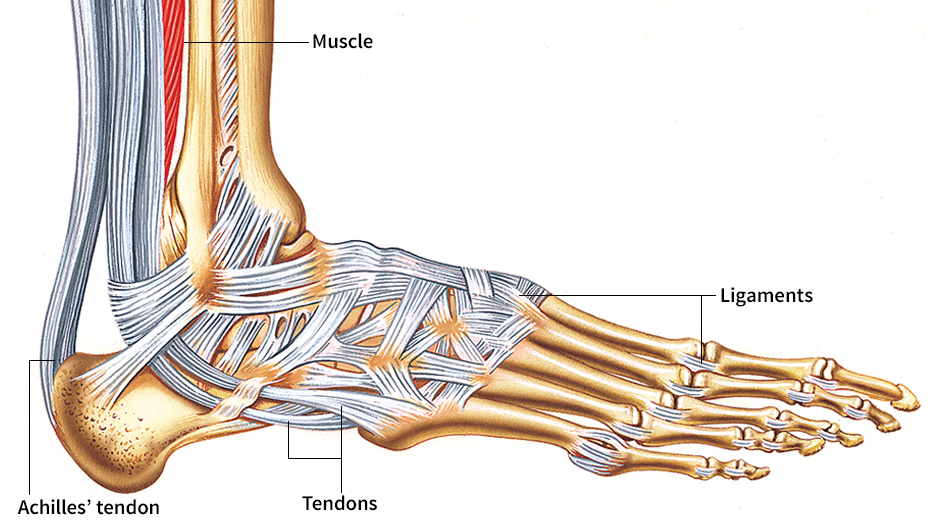 Ligaments and tendons