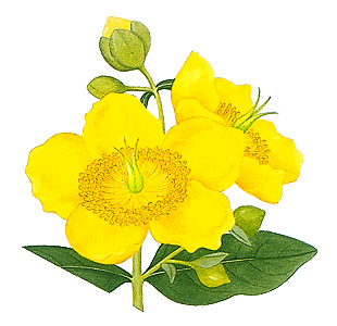 St.-John's-wort