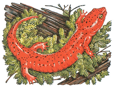 Red salamander