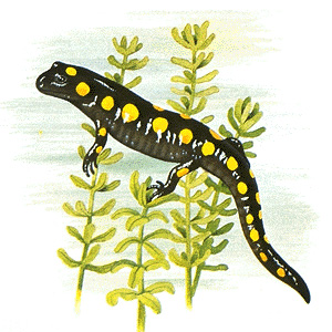 Spotted salamander