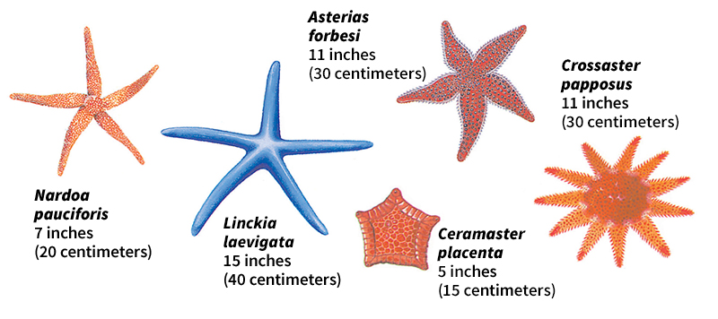 Types of starfish