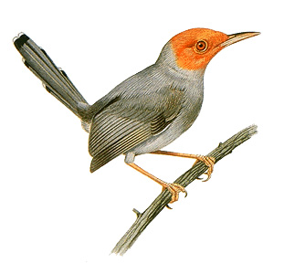 Tailorbird