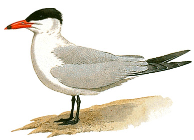 Caspian tern