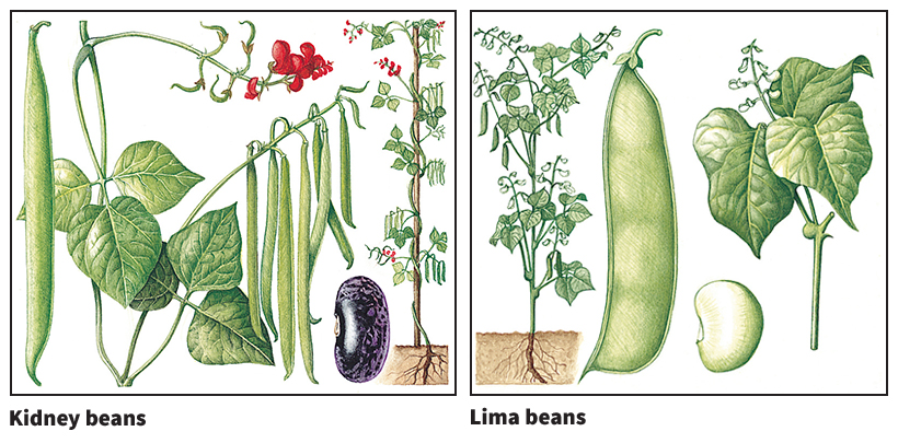 Some kinds of beans