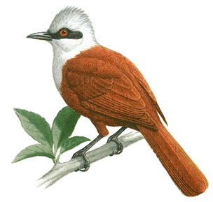 Asian babbler