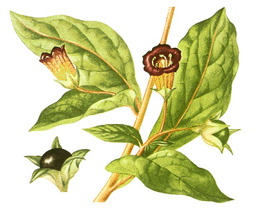 Belladonna flowers, leaves, and berries