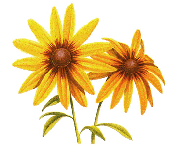 Black-eyed Susans