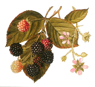 Blackberry plant