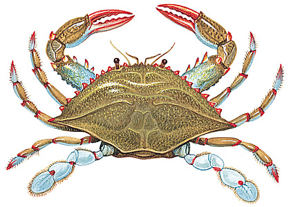 Blue crab