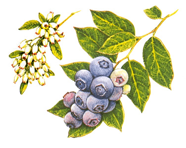 Blueberries