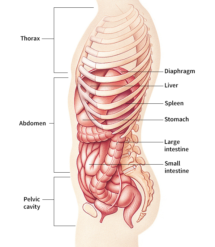 Abdomen