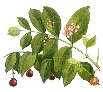 Acerola