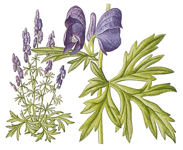 Common monkshood