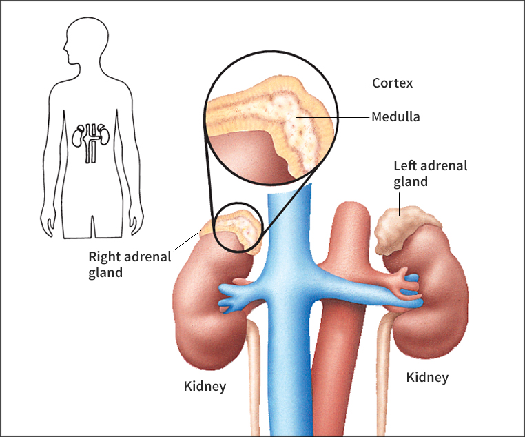 Adrenal glands