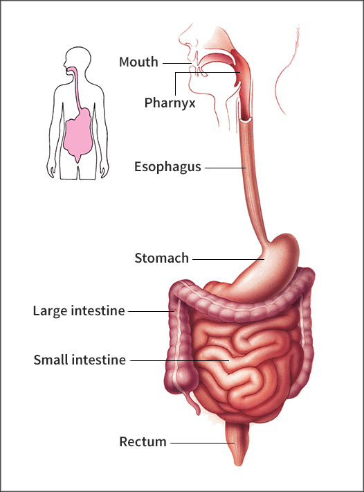 Alimentary canal