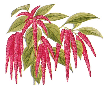 Ornamental amaranth