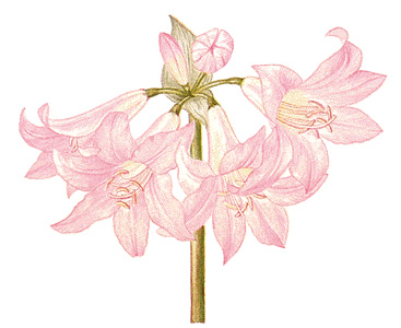 Amaryllis