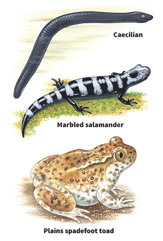 Amphibians