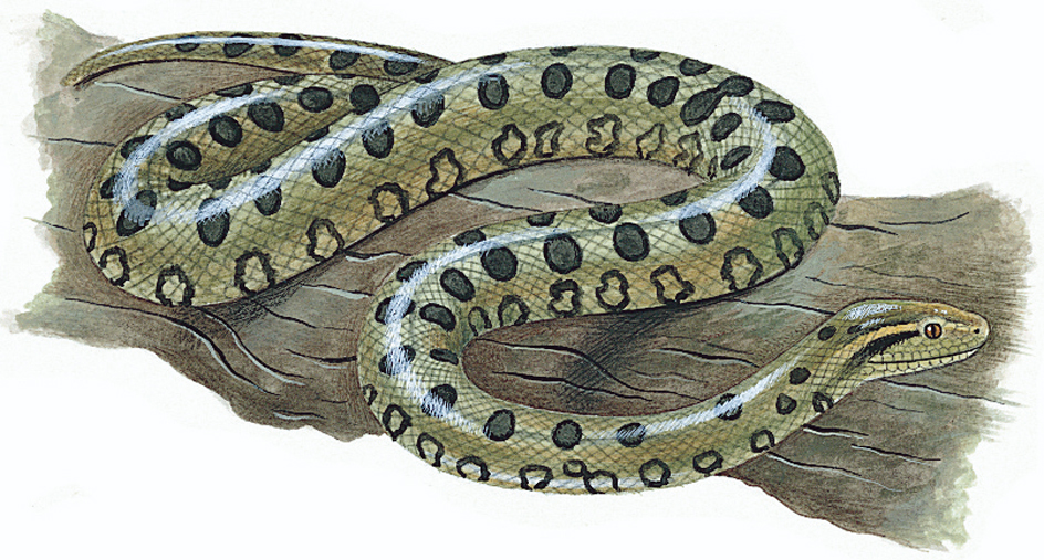 Anaconda