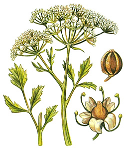 Anise plant