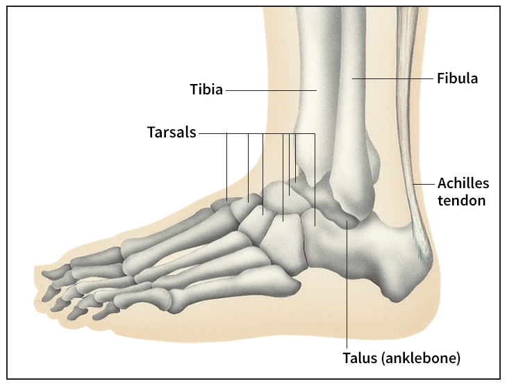 Ankle joint