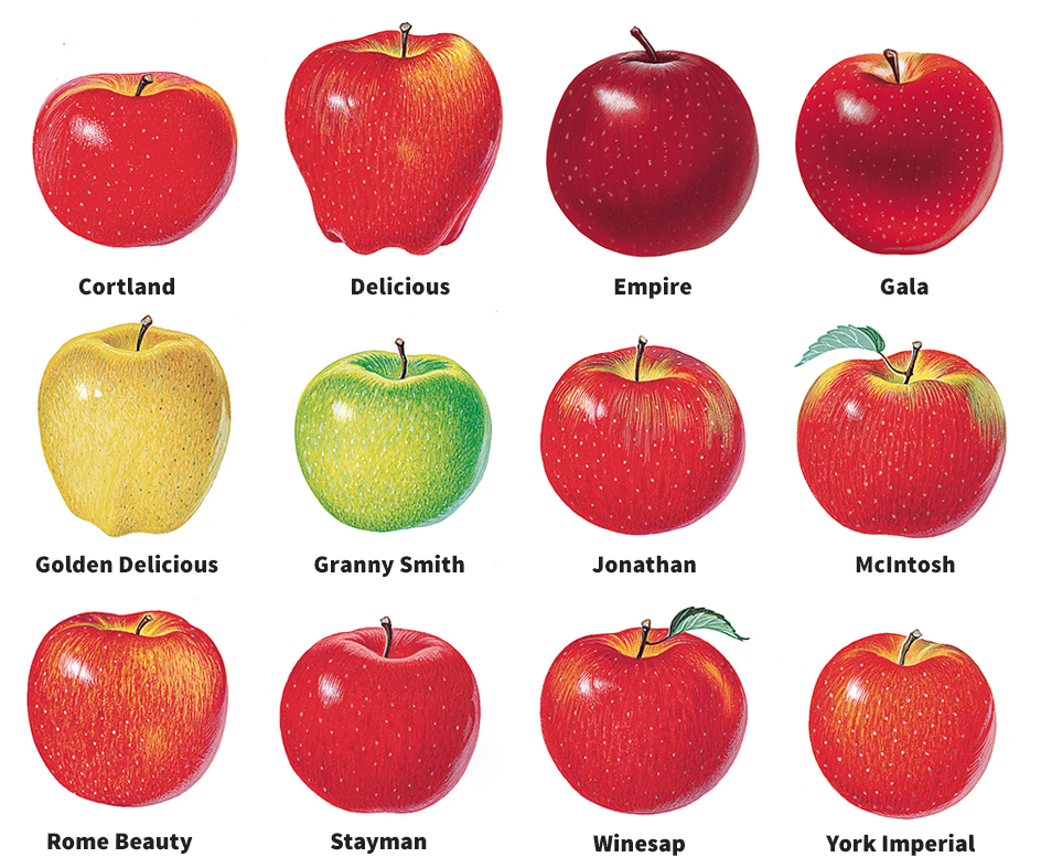 Varieties of apples