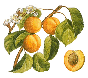 Apricot