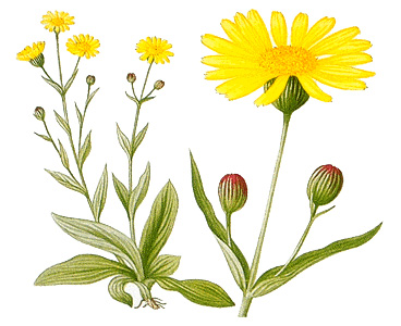 Mountain arnica