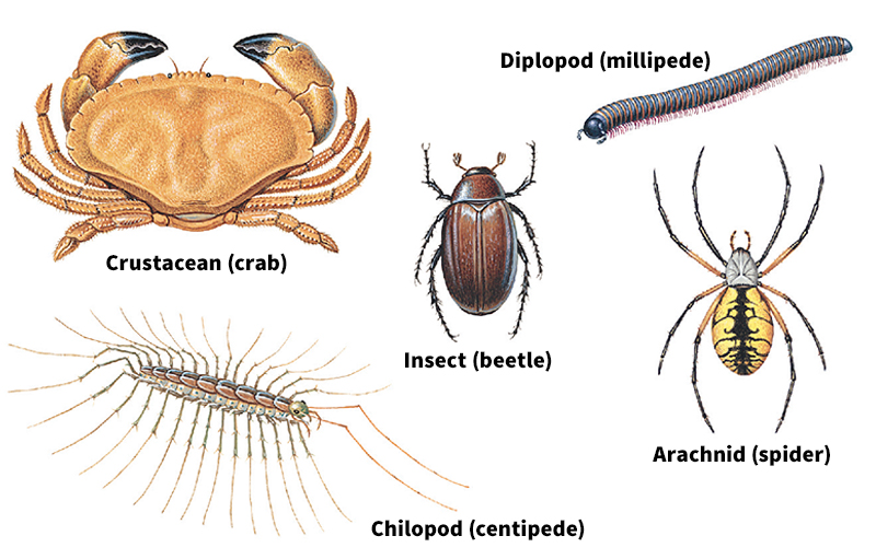 Arthropods