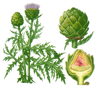 Artichoke