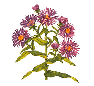 New England aster