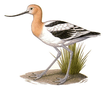 American avocet