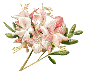 Azalea flowers