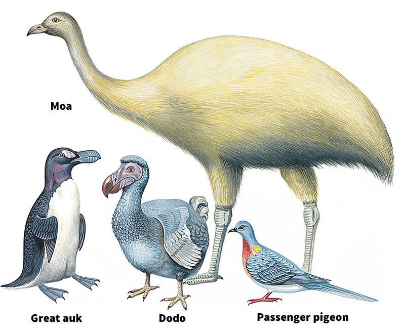 Extinct birds