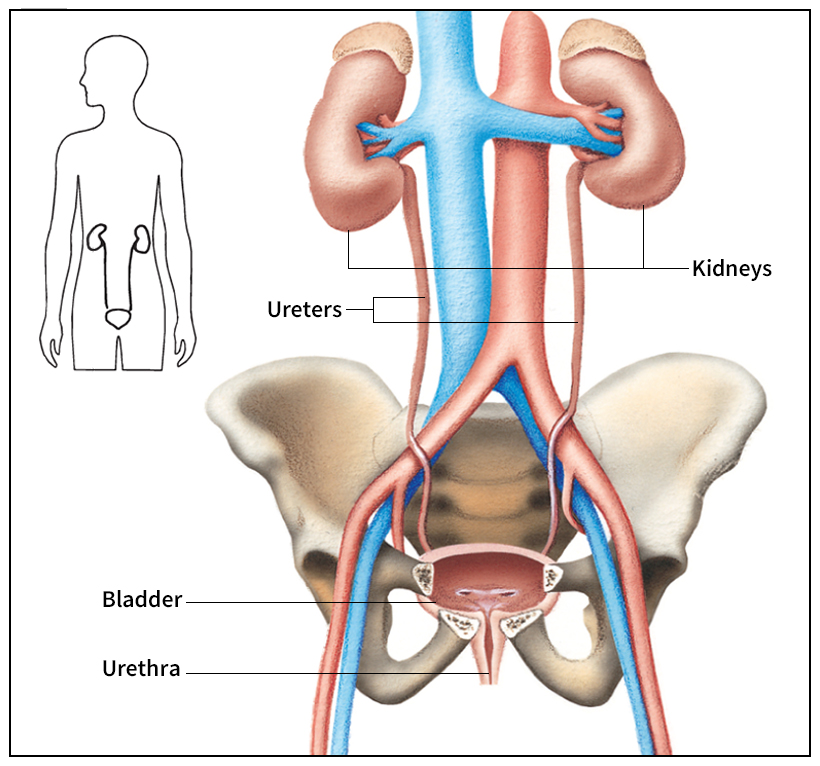 Urinary bladder