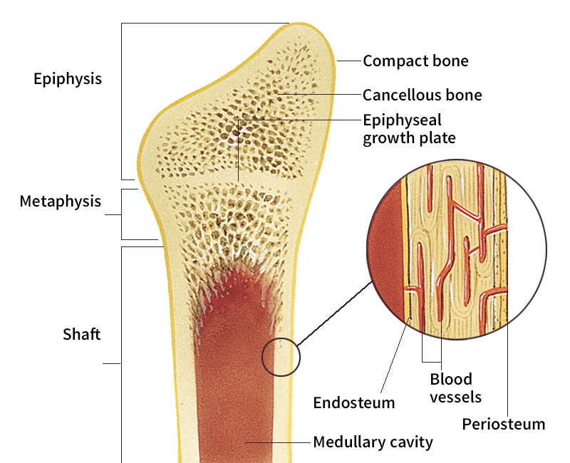 Parts of a bone