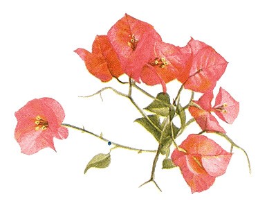 Bougainvillea