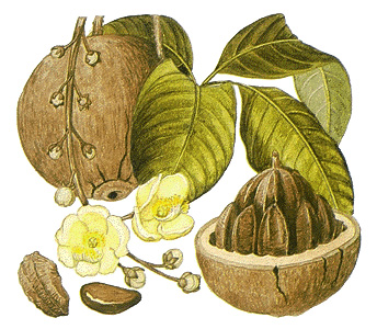 Brazil nut