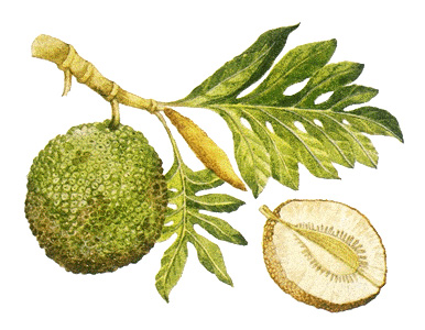 Breadfruit