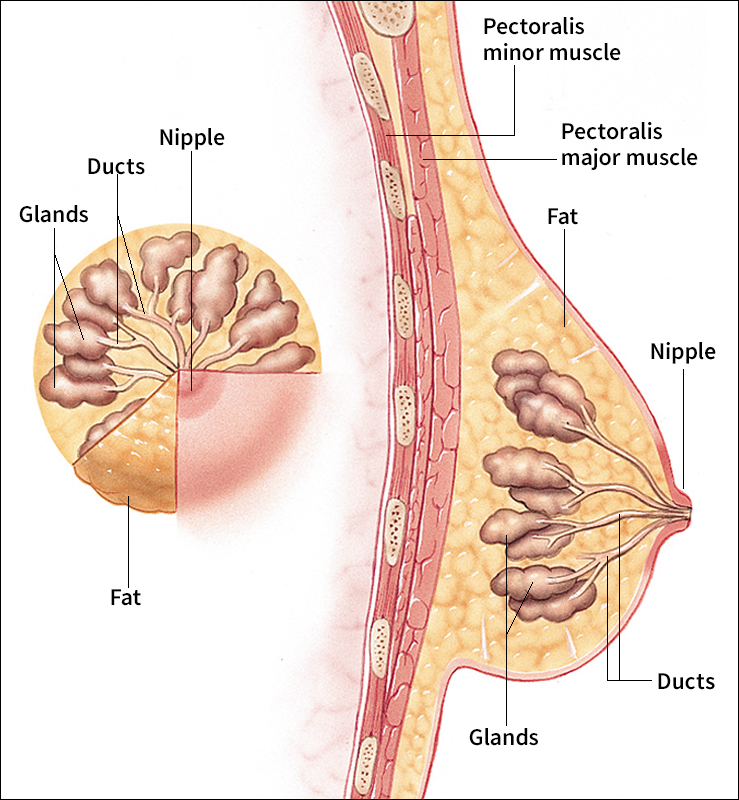 Female breast