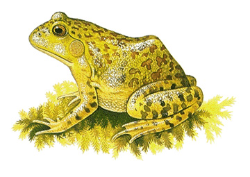 Bullfrog