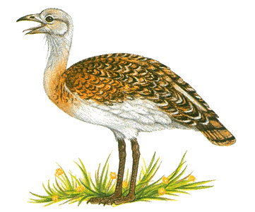 Great bustard